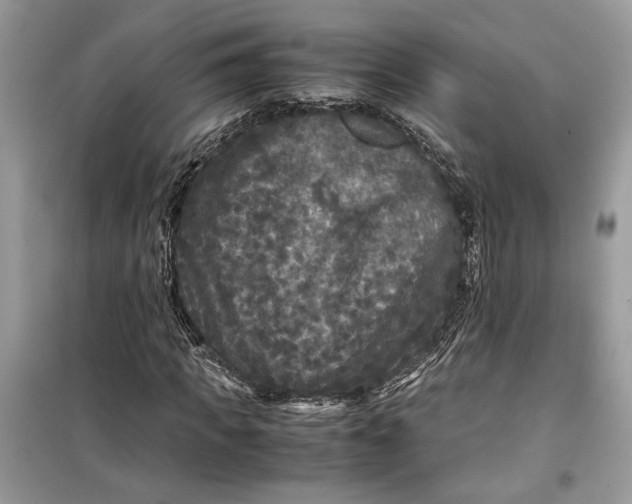 X0000099290917200805231317