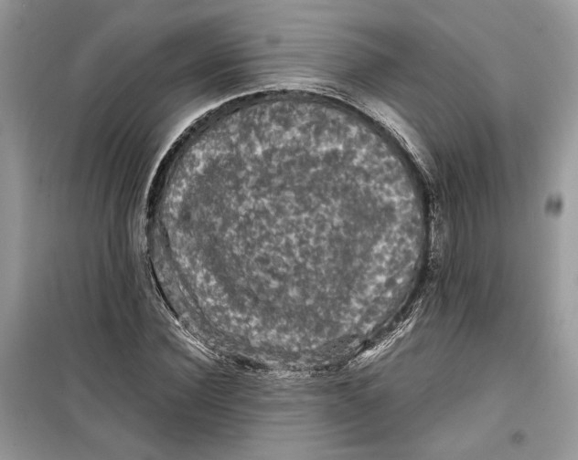 X0000099290924200805231317