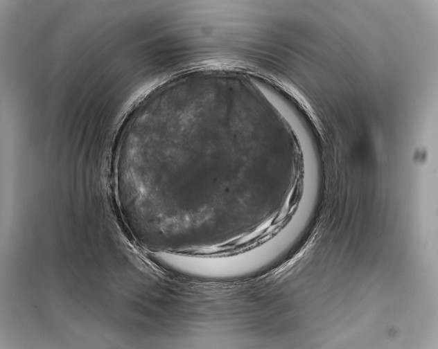 X0000099290930200805231318