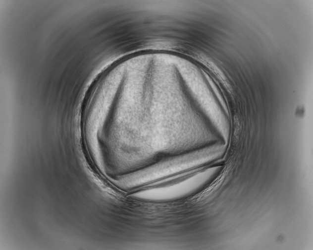 X0000099290939200805231318