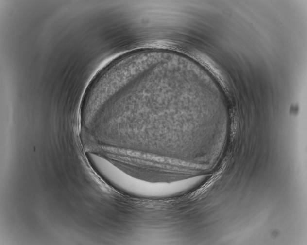 X0000099290940200805231318