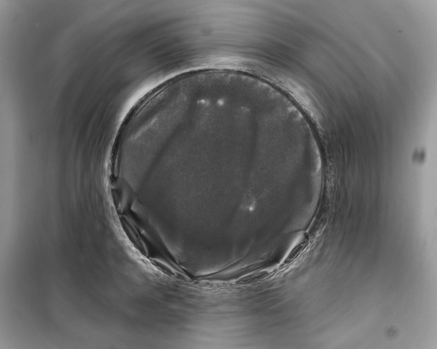 X0000099290944200805231318