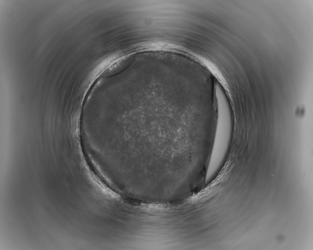 X0000099290946200805231318