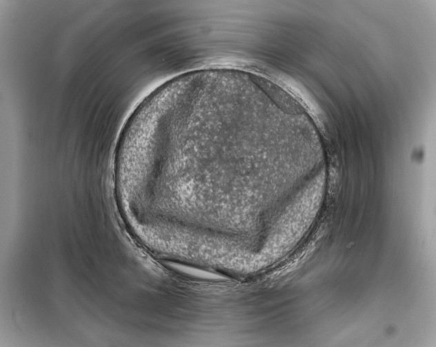 X0000099290948200805231318