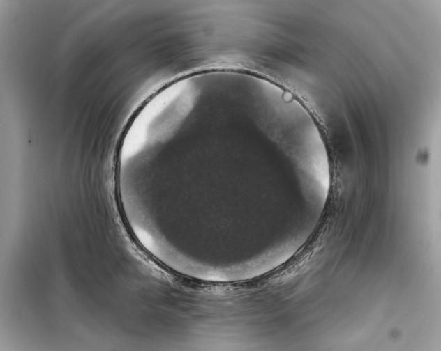 X0000099290950200805231318