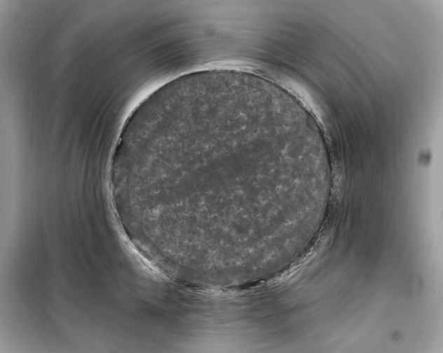 X0000099290952200805231318