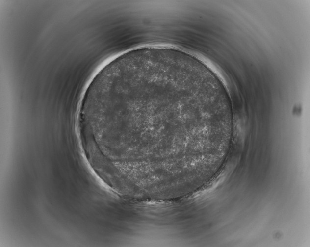 X0000099290959200805231318