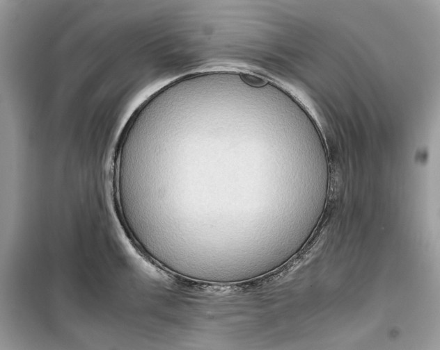 X0000099291003200805231317