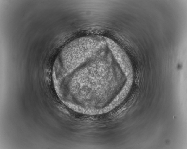 X0000099291010200805231316