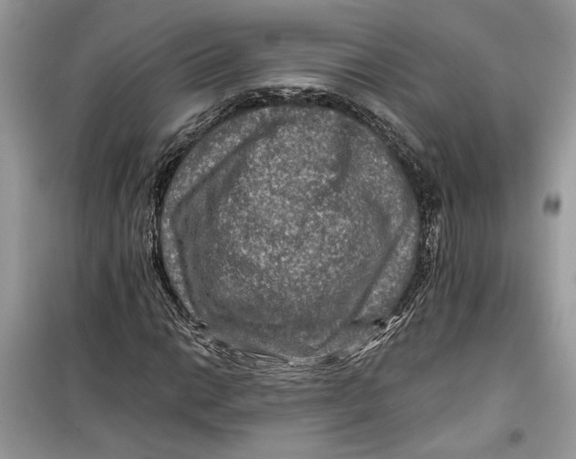 X0000099291014200805231316