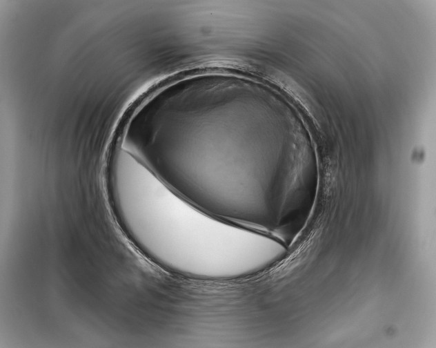 X0000099291024200805231316