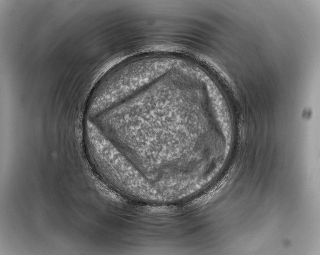 X0000099291025200805231316