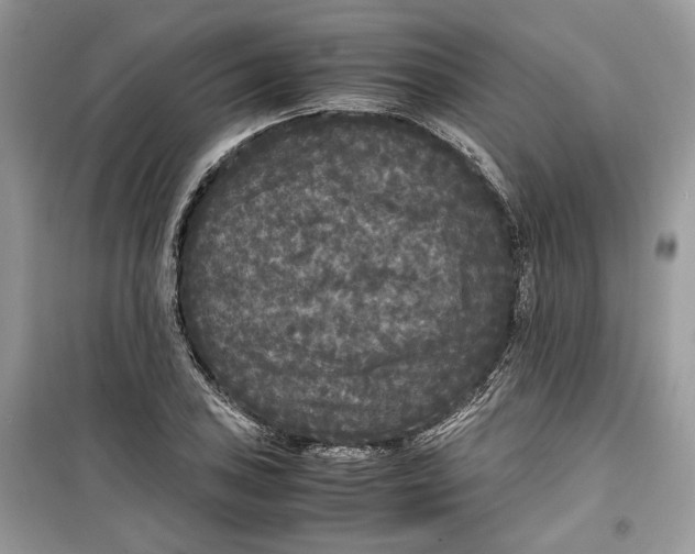 X0000099291027200805231316