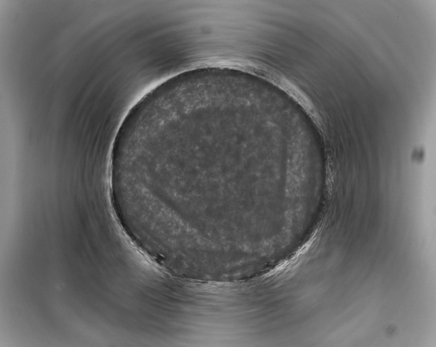 X0000099291028200805231316