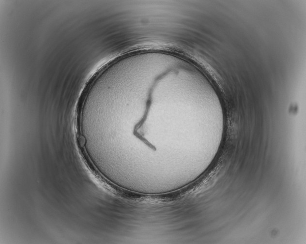 X0000099291034200805231316