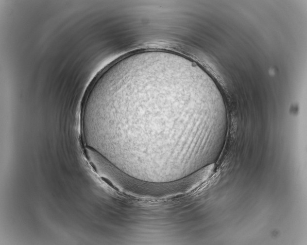 X0000099291036200805231316