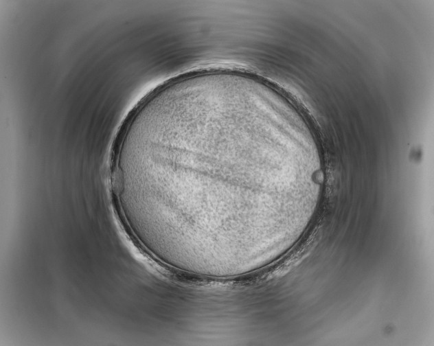 X0000099291038200805231316