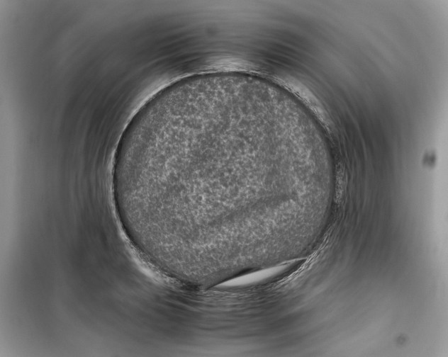 X0000099291039200805231316