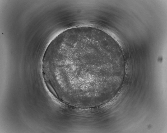 X0000099291047200805231317