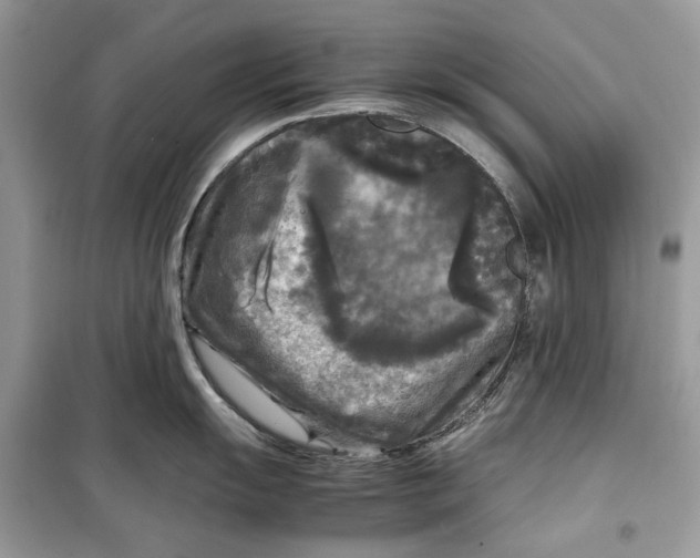 X0000099291055200805231317