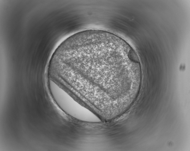 X0000099291056200805231317