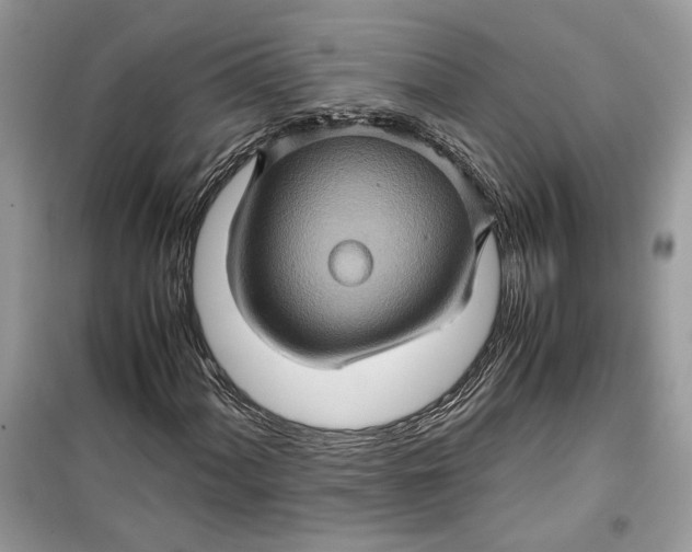 X0000099291060200805231316