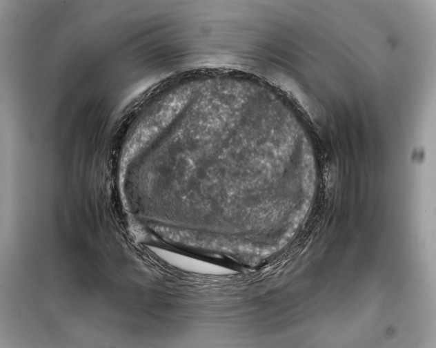 X0000099291064200805231316