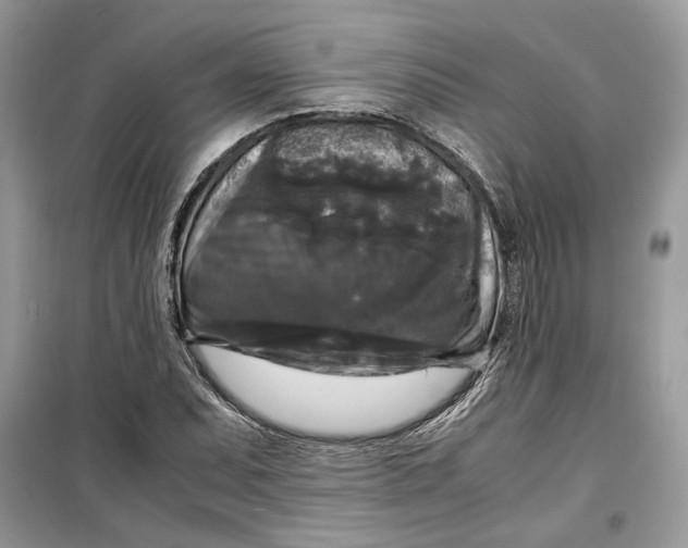 X0000099291071200805231316