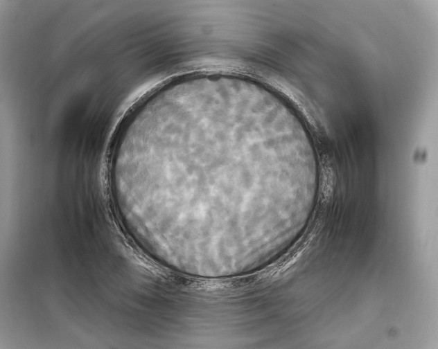 X0000099291074200805231316