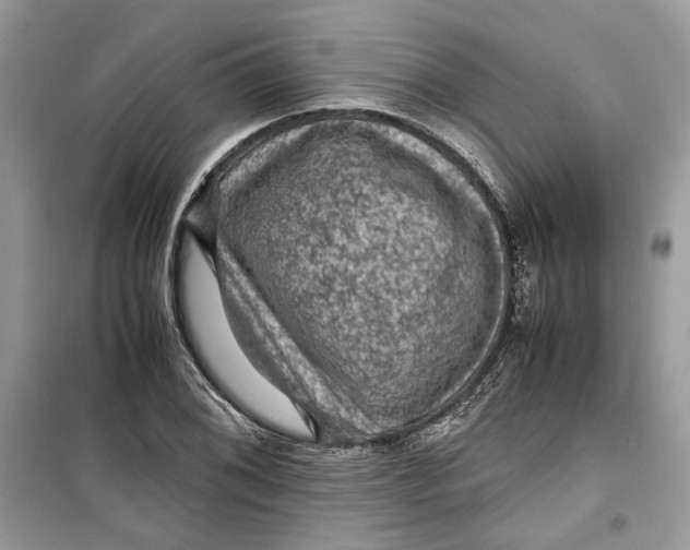 X0000099291076200805231316