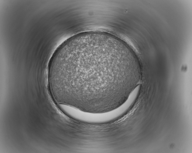 X0000099291079200805231316