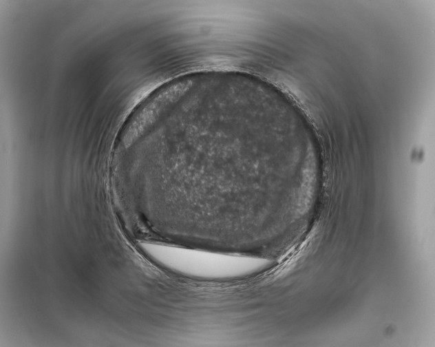 X0000099291081200805231316