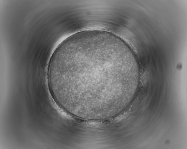 X0000099291086200805231315