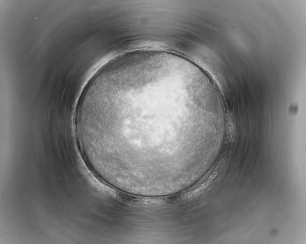 X0000099291090200805231315