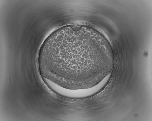 X0000099291091200805231315