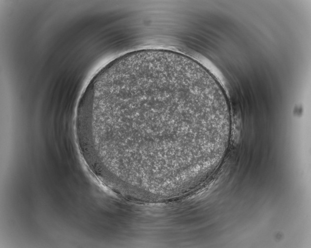 X0000099291096200805231315