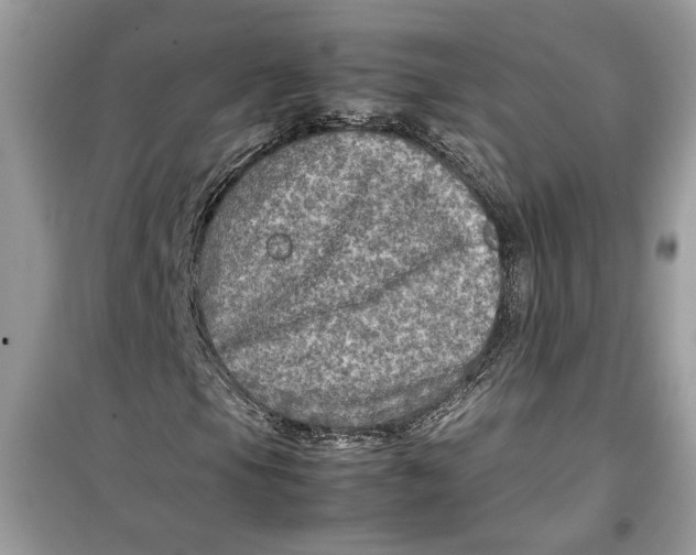 X0000099291105200805231314