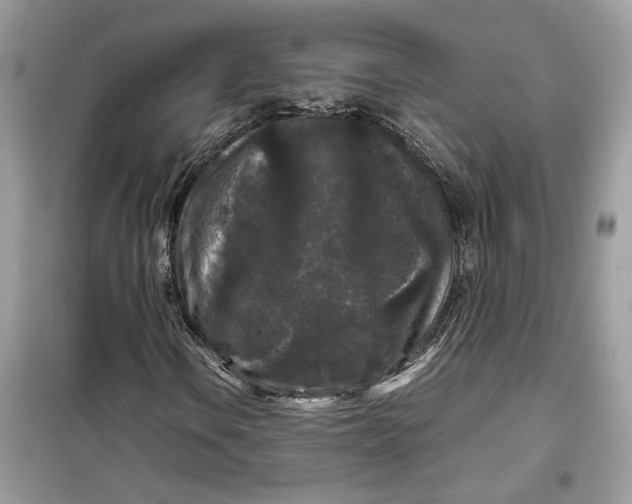 X0000099291106200805231314