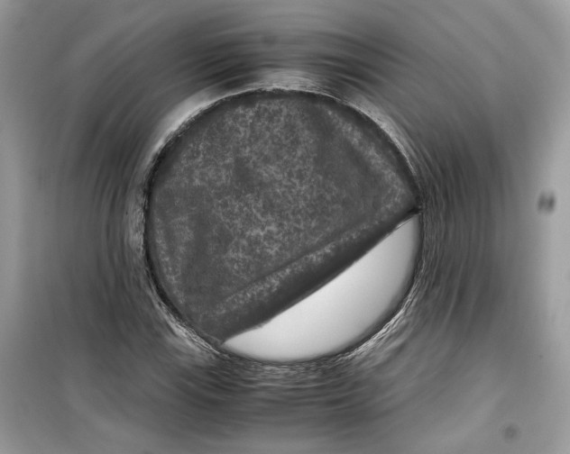 X0000099291115200805231315