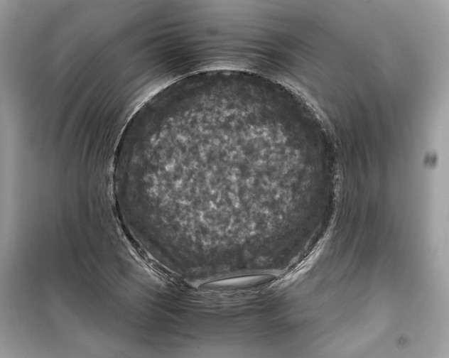 X0000099291121200805231315