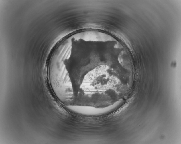 X0000099291125200805231315