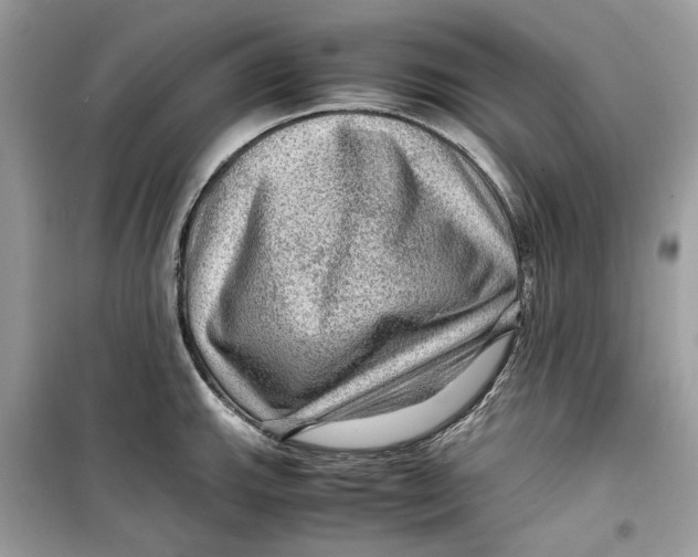 X0000099291143200805231315