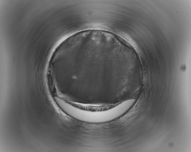 X0000099291144200805231315