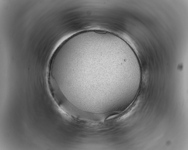 X0000099291149200805231315