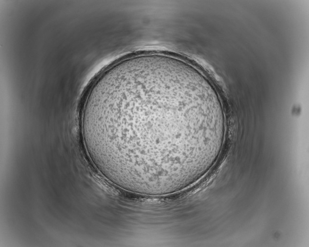 X0000099291167200805231314