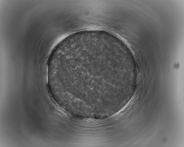 X0000099291171200805231314