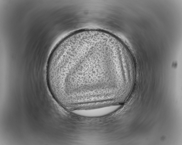 X0000099291183200805231314