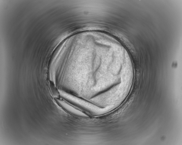 X0000099291185200805231314