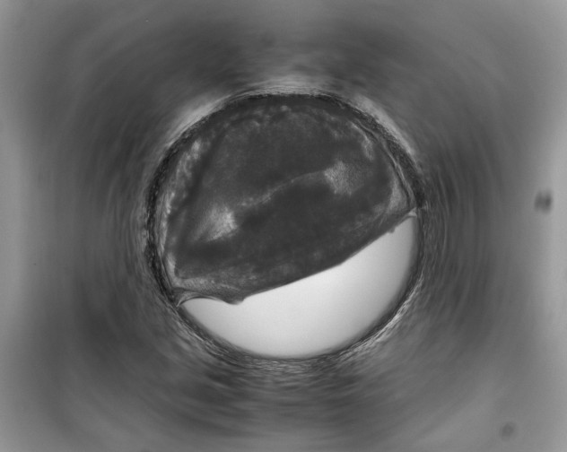 X0000099291213200805231313