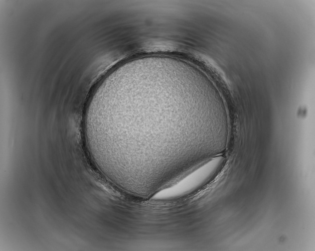 X0000099291217200805231313